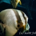 batfish_longfin_jk_h_0705_png0626.jpg